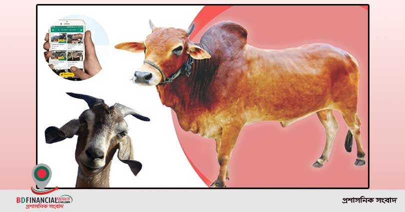 অনলাইনে বেড়েছে গরু-ছাগলের কদর : ফেনীর জেলা প্রশাসক